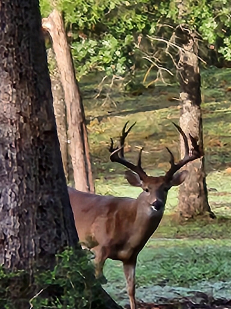 1967 FM 489 Oakwood, TX 75855