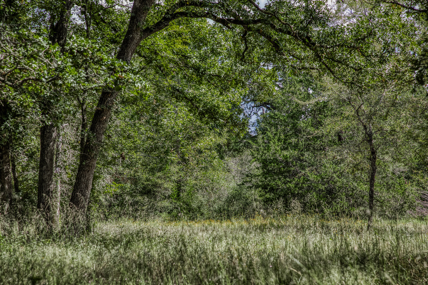 14909 County Road 446