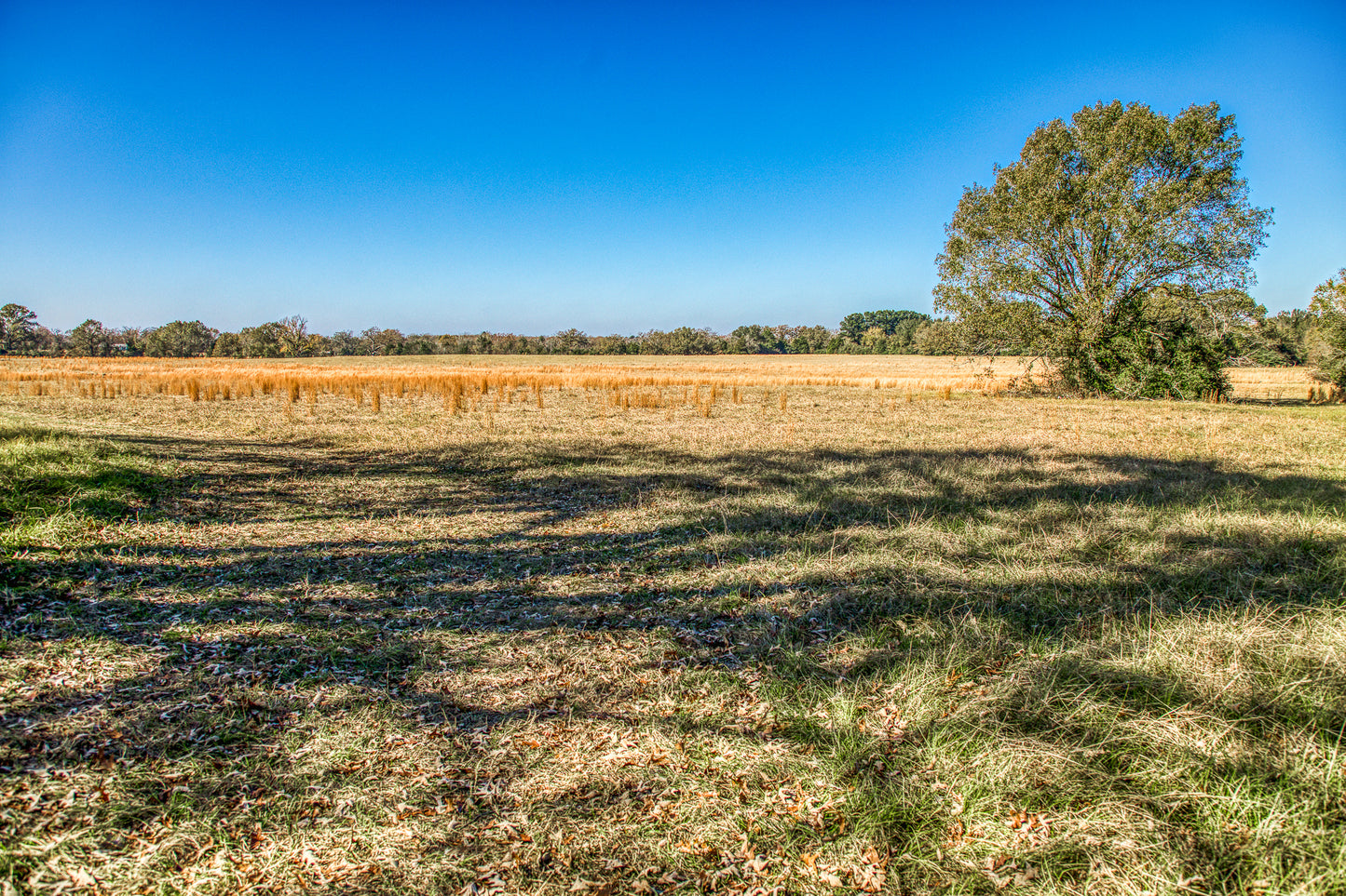 1967 FM 489 Oakwood, TX 75855