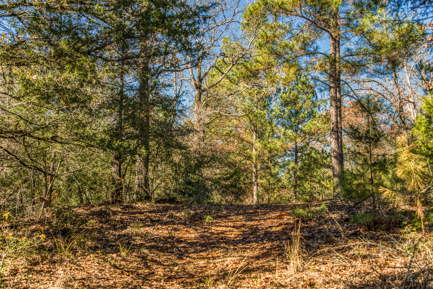 1967 FM 489 Oakwood, TX 75855