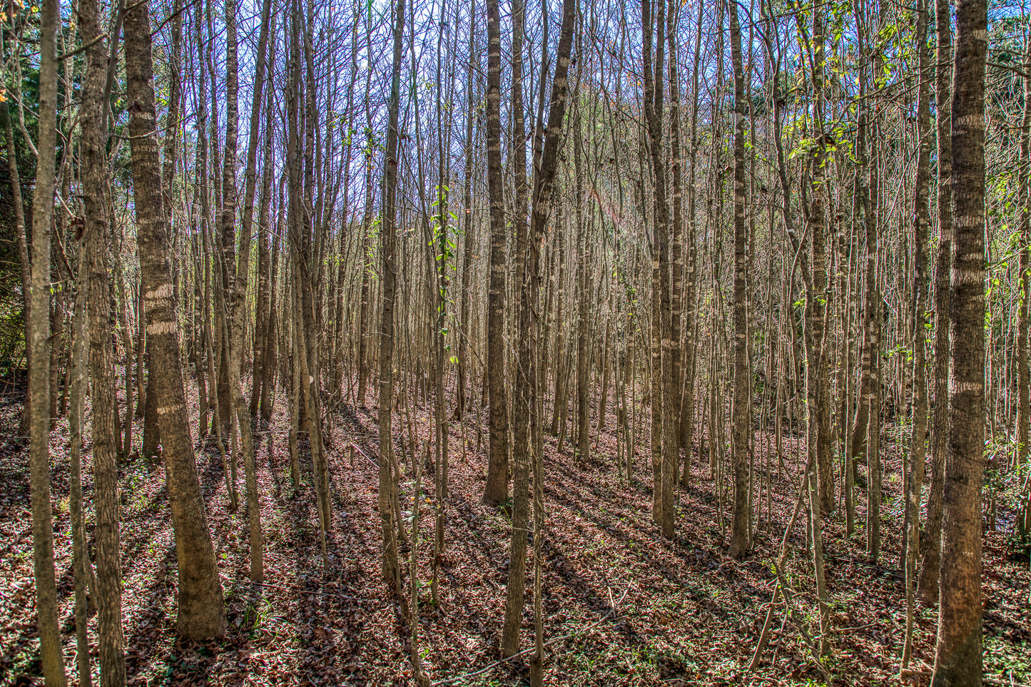 1967 FM 489 Oakwood, TX 75855