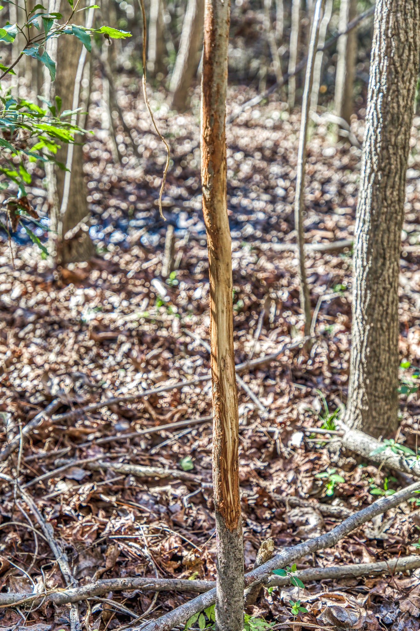 1967 FM 489 Oakwood, TX 75855