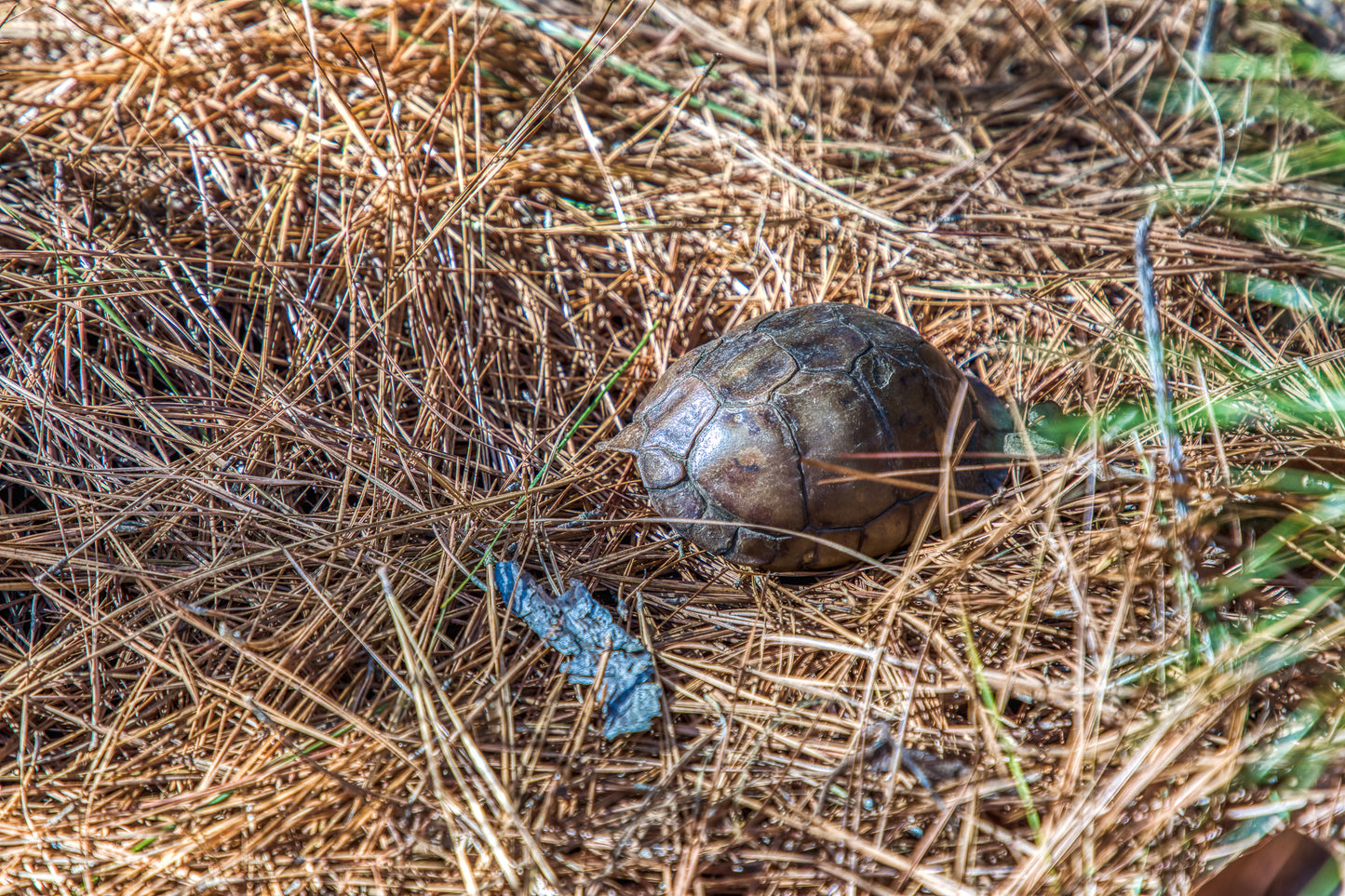 1967 FM 489 Oakwood, TX 75855